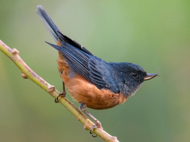 Pinchaflor Ventricastaño, Fotos 4