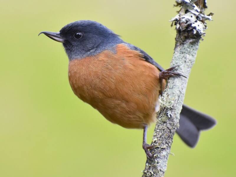 Pinchaflor Ventricastaño, Fotos 3