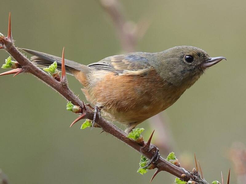 Pinchaflor Ventricastaño