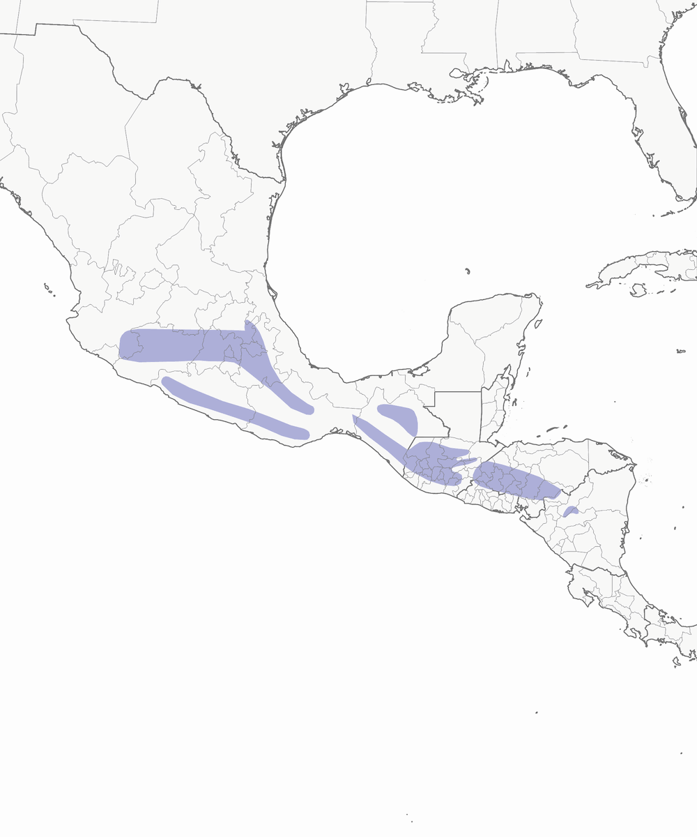 Pinchaflor Ventricastaño, Distribución 1