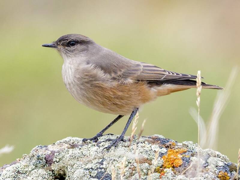 Cinnamon-bellied Ground-Tyrant, Photos 3