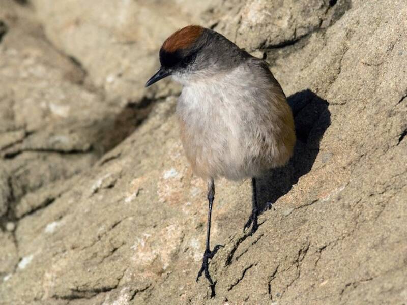 Cinnamon-bellied Ground-Tyrant, Photos 2