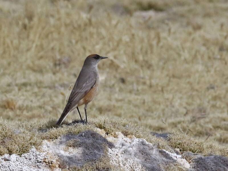 Cinnamon-bellied Ground-Tyrant, Photos 4