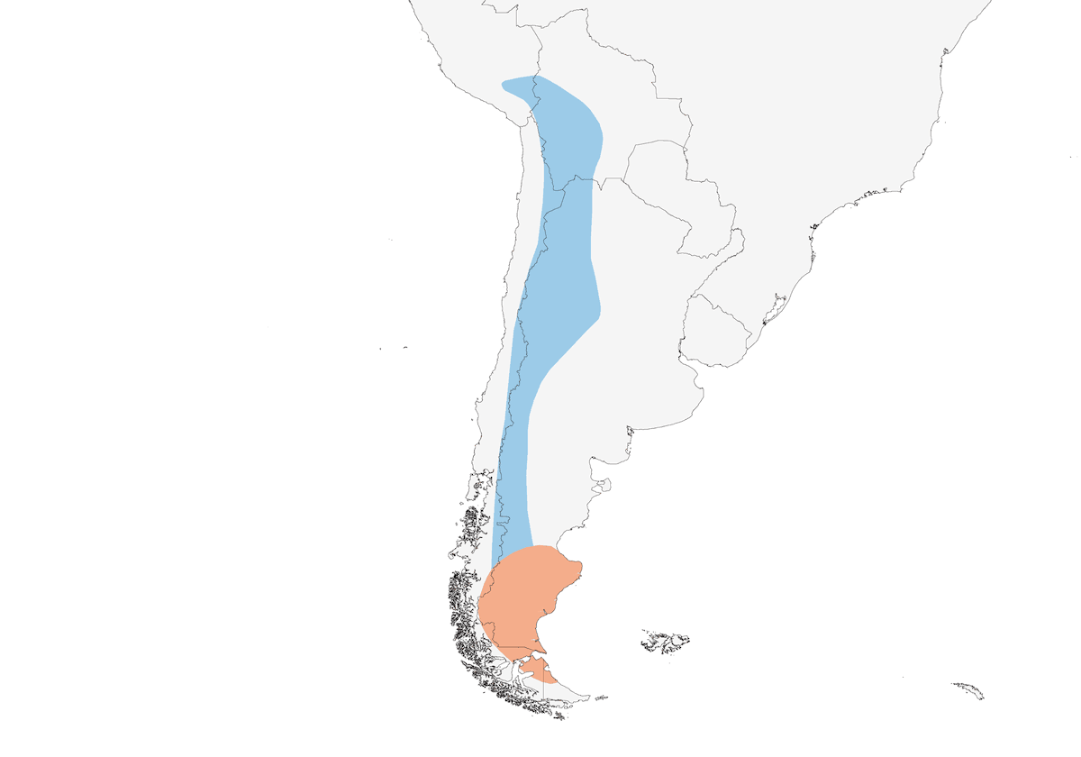 Cinnamon-bellied Ground-Tyrant, Distribution 1