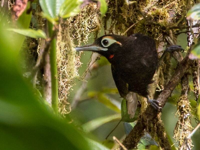 Cinnamon-browed Melidectes, 照片 2