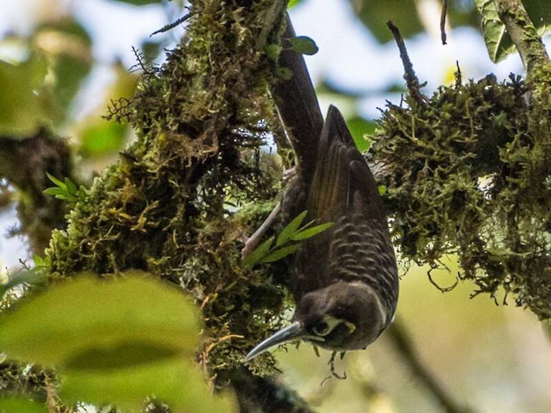Cinnamon-browed Melidectes, 照片 3