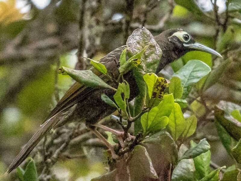 Cinnamon-browed Melidectes, 照片 4