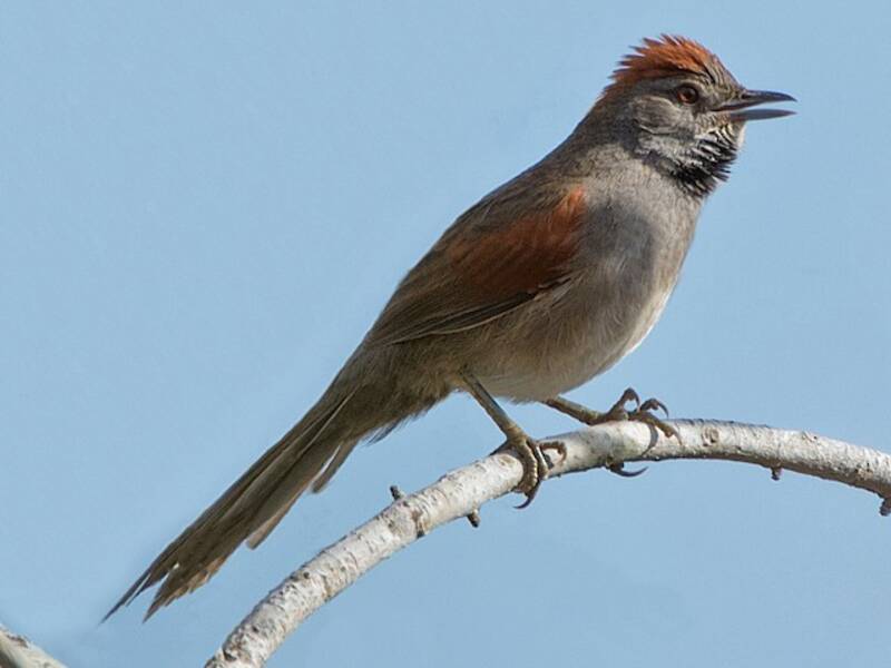 Cinereous-breasted Spinetail, Photos 3