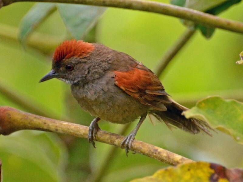 Cinereous-breasted Spinetail