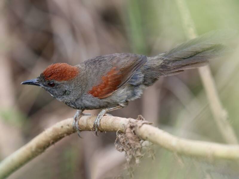 Cinereous-breasted Spinetail, Photos 2