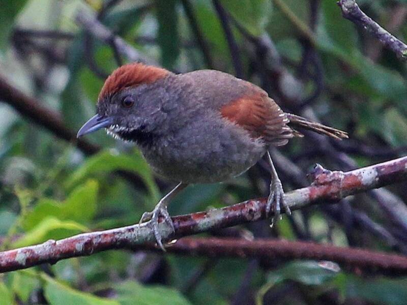 Cinereous-breasted Spinetail, Photos 4