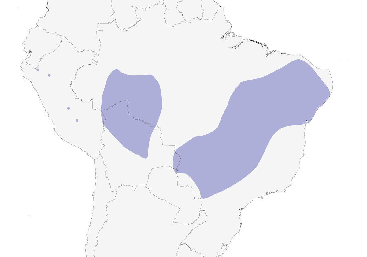 Cinereous-breasted Spinetail, Distribution 1
