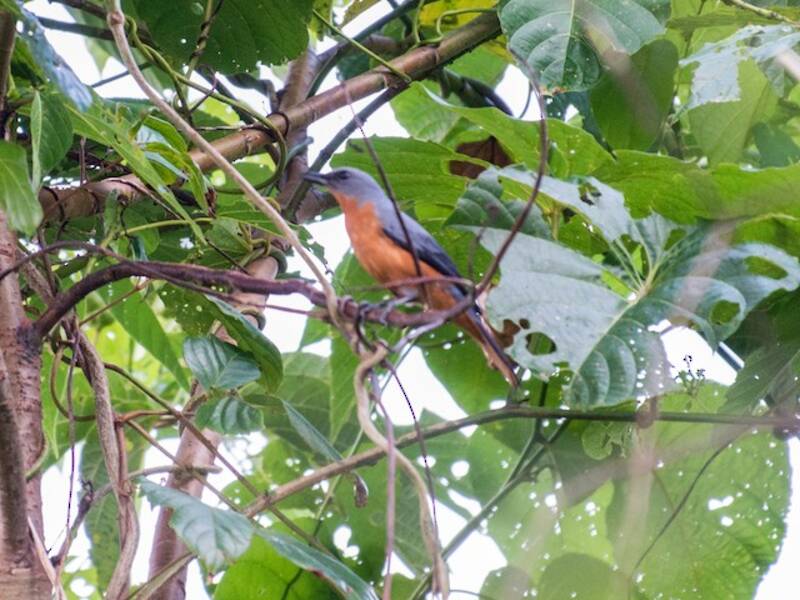 Makira Cicadabird