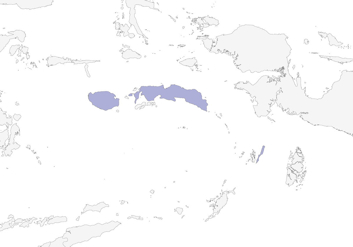 Pigliamosche dal petto cannella, Distribuzione 1
