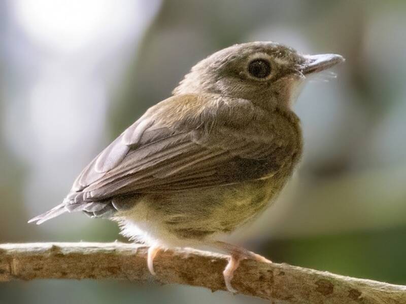 Cinnamon-crested Spadebill