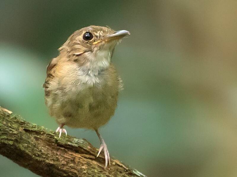 Cinnamon-crested Spadebill, Photos 2