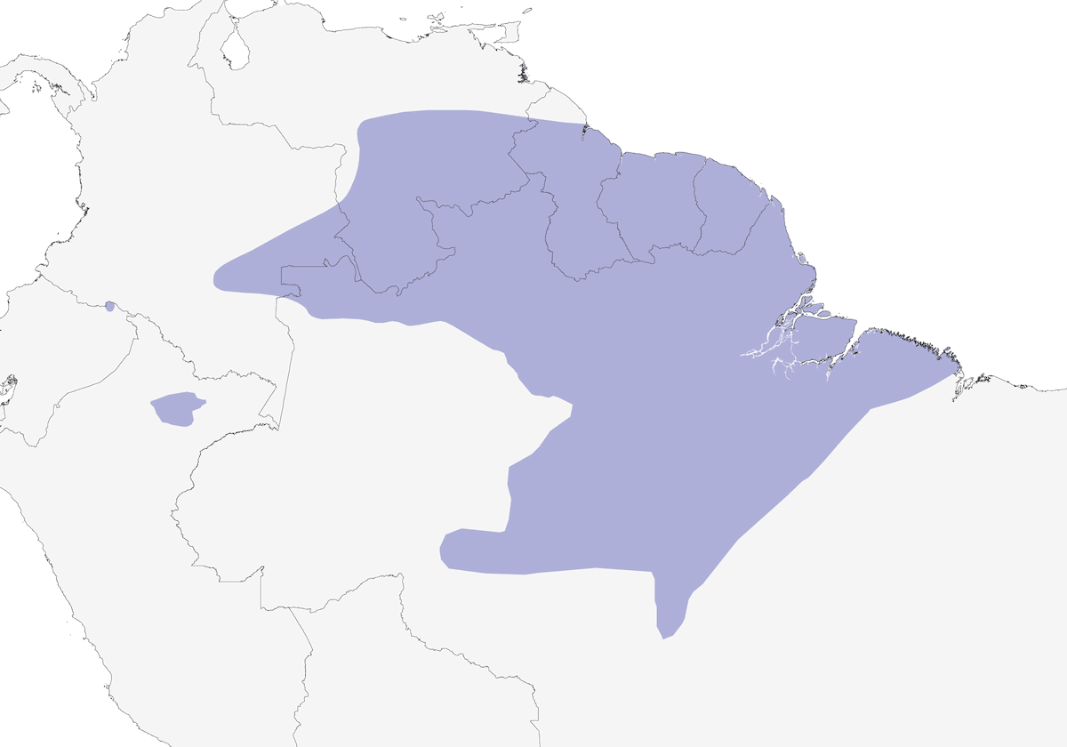 Cinnamon-crested Spadebill, Distribution 1