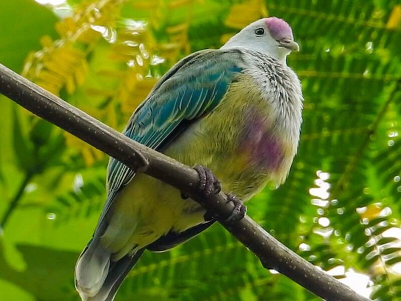 Rarotonga-Fruchttaube, Fotos 3
