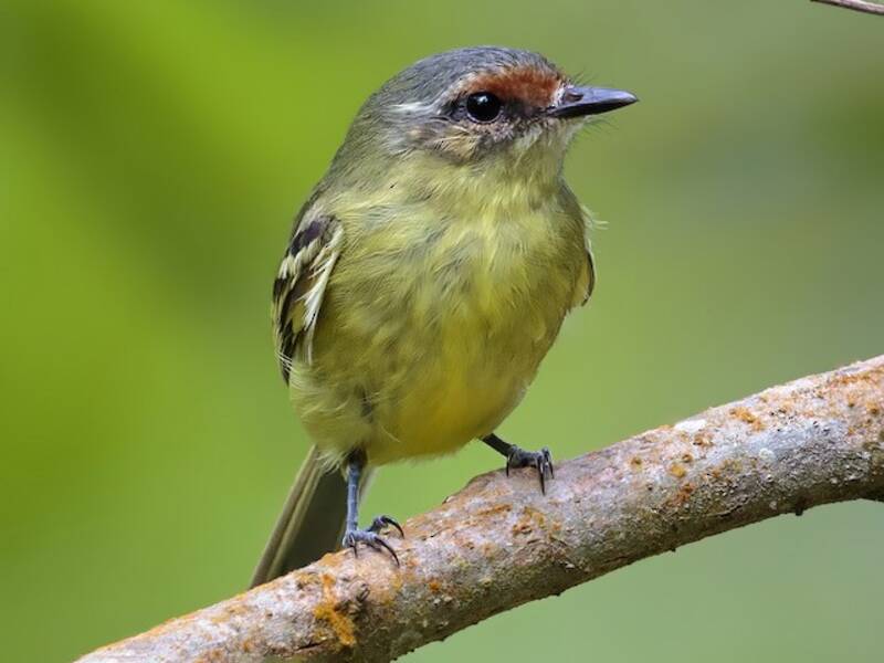 Cinnamon-faced Tyrannulet