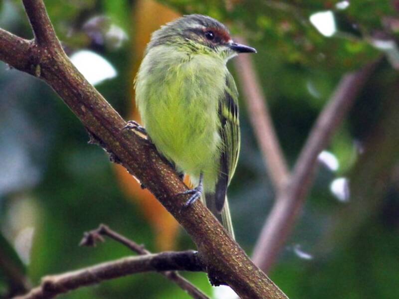 Cinnamon-faced Tyrannulet, 照片 2