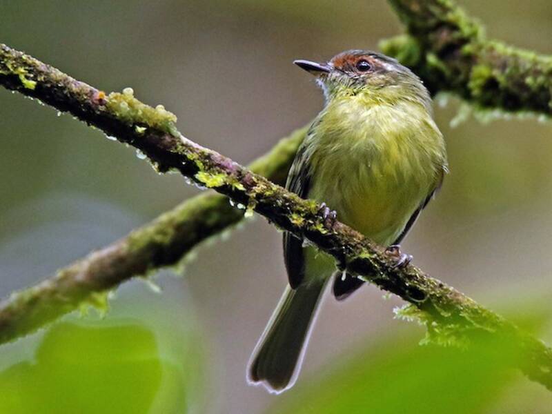 Cinnamon-faced Tyrannulet, 照片 3