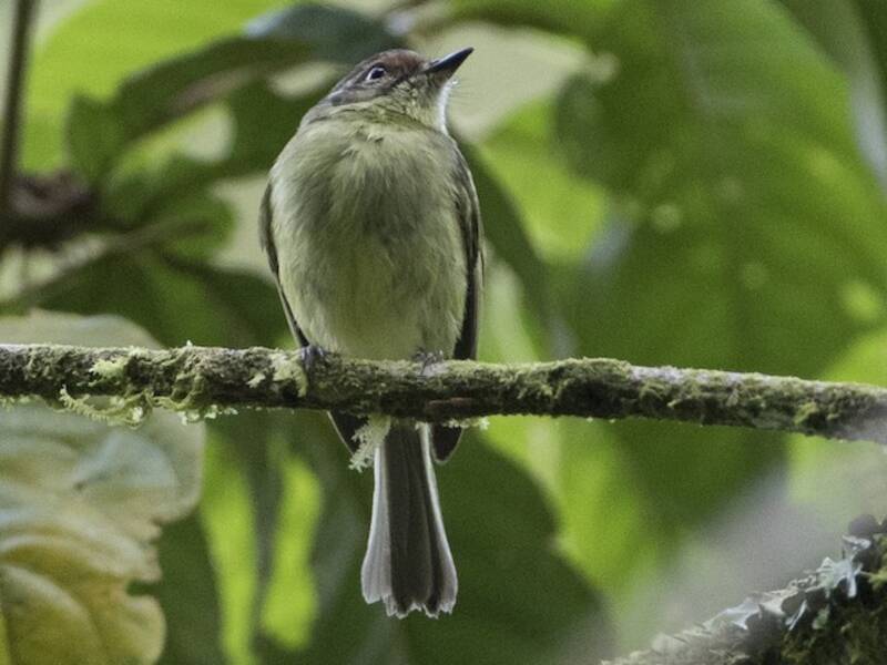 Cinnamon-faced Tyrannulet, 照片 4