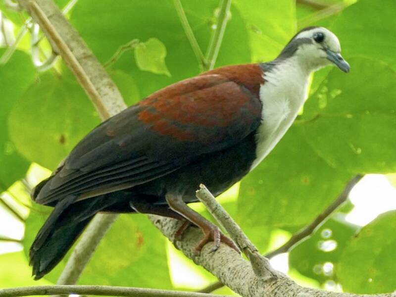 Caroline Islands Ground Dove, Photos 2