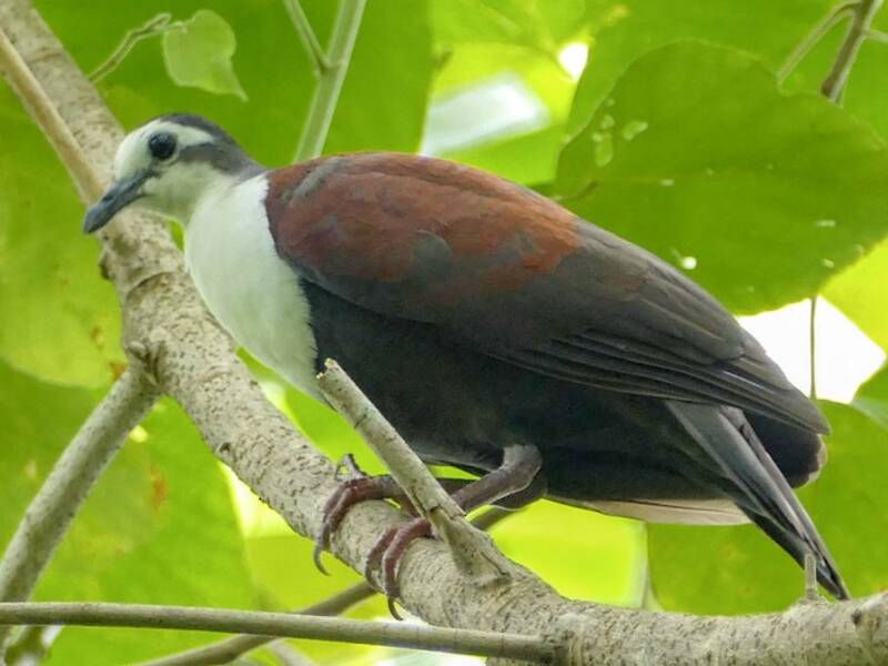 Caroline Islands Ground Dove, Photos 4