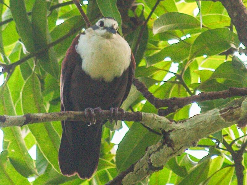 Caroline Islands Ground Dove, Photos 3