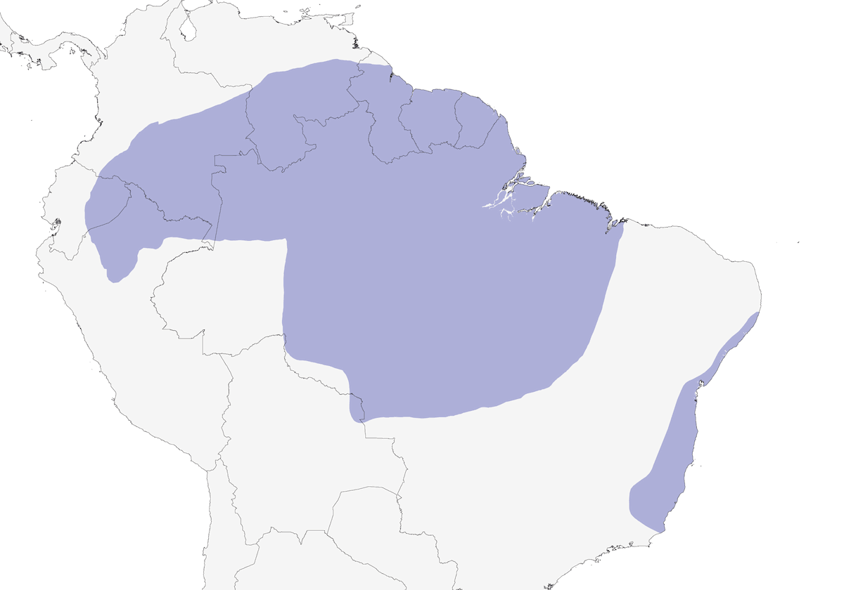 Averla formichiera cenerina, Distribuzione 1