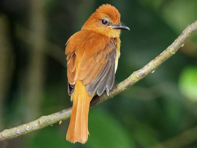 Cinnamon Attila, Photos 4