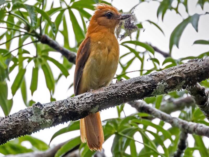 Cinnamon Attila
