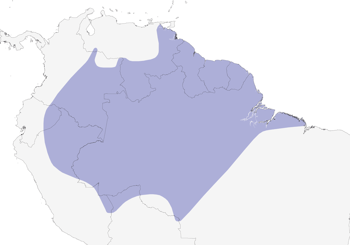 Cinnamon Attila, Distribution 1