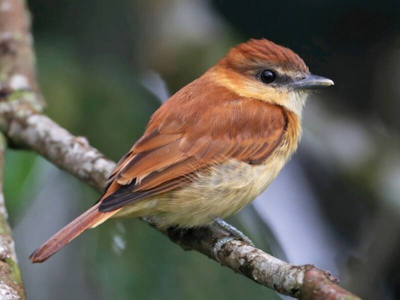 Zimtschnurrvogel, Fotos 3