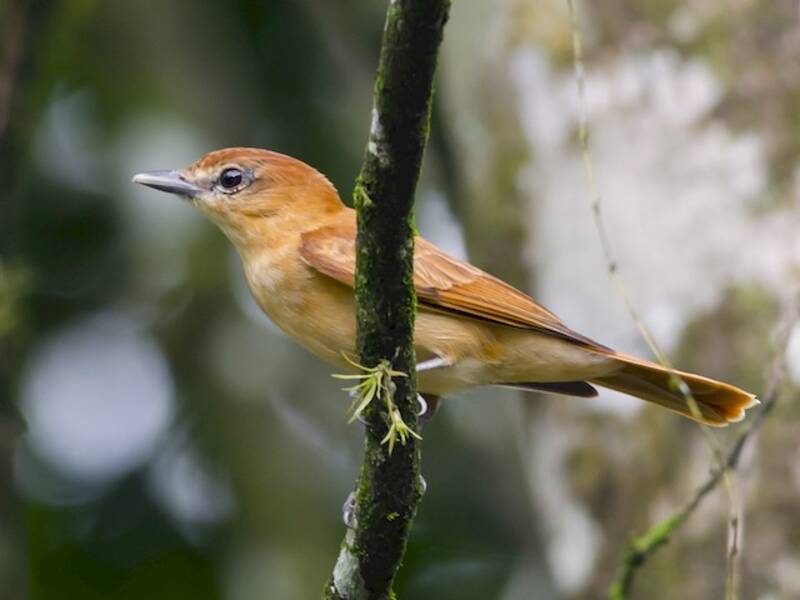 Zimtschnurrvogel, Fotos 2