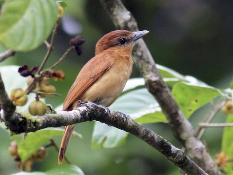 Zimtschnurrvogel, Fotos 4