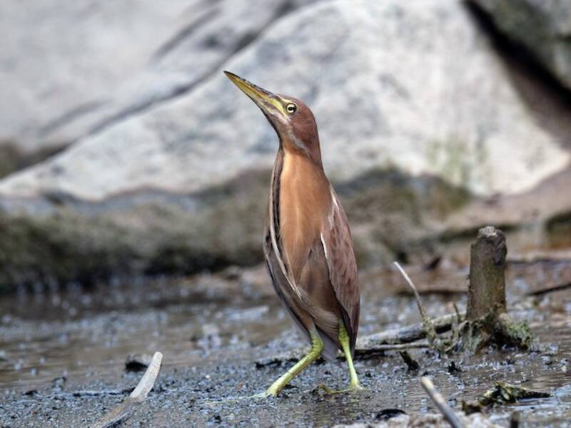 Tarabusino cannella, Foto 3