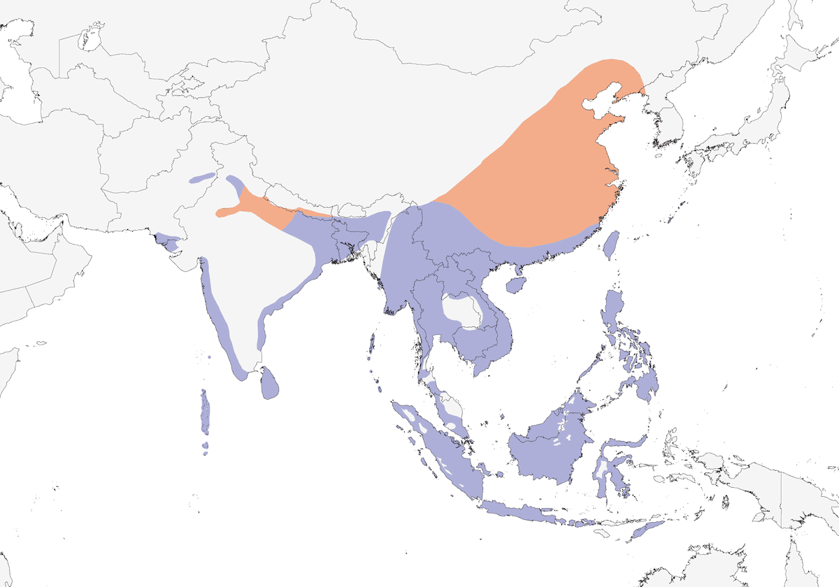 Tarabusino cannella, Distribuzione 1