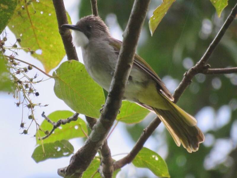 Bulbul cenerino, Foto 2