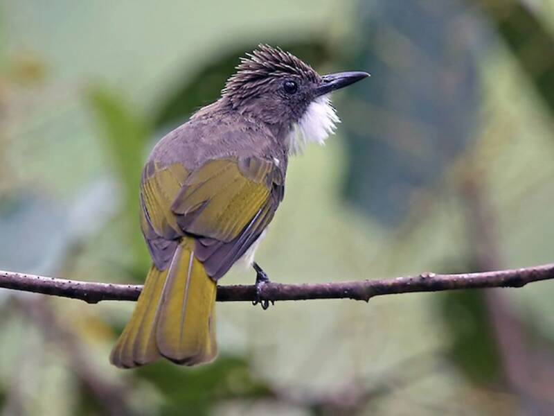 Bulbul cenerino, Foto 3