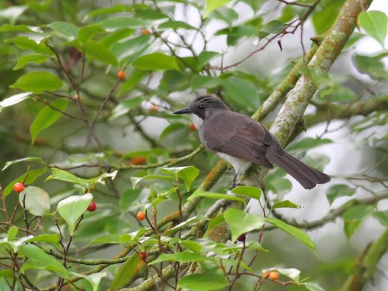 Bulbul cenerino, Foto 4