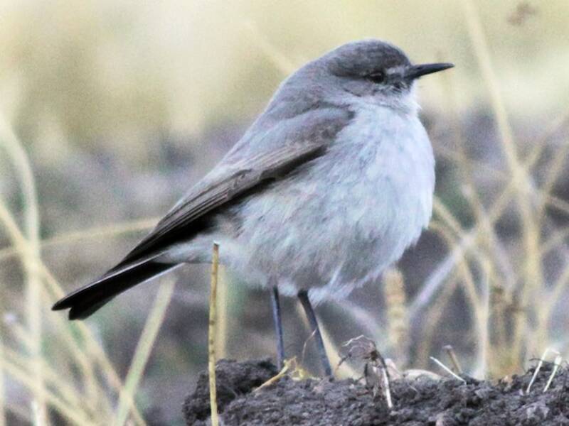 Cinereous Ground-Tyrant, Photos 3