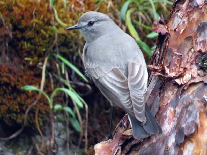 Cinereous Ground-Tyrant, Photos 2