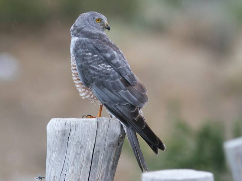 Cinereous Harrier