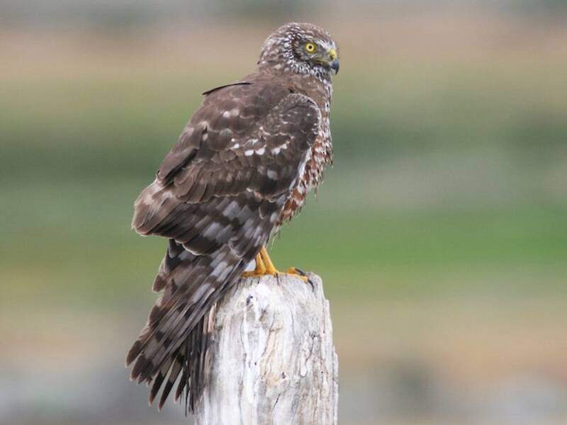 Albanella cenerina, Foto 3