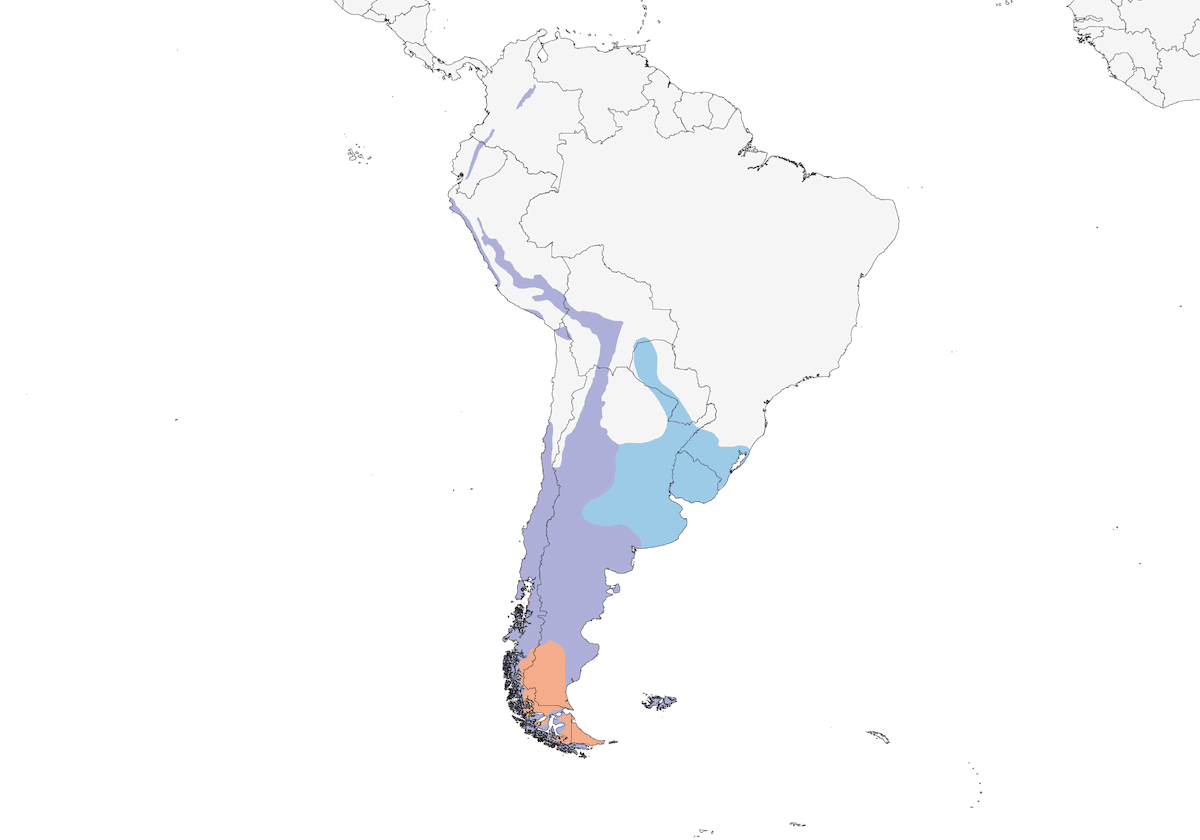 Albanella cenerina, Distribuzione 1