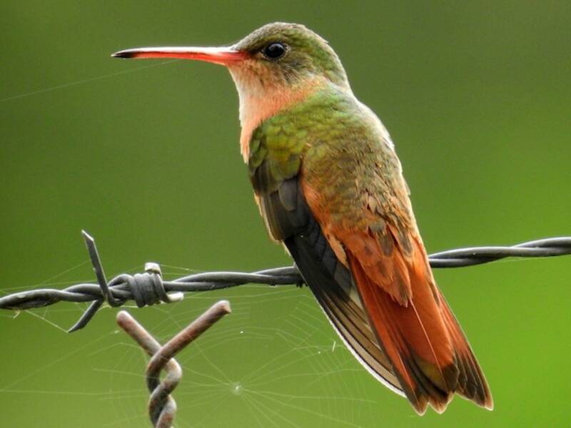 Zimtkolibri, Fotos 2
