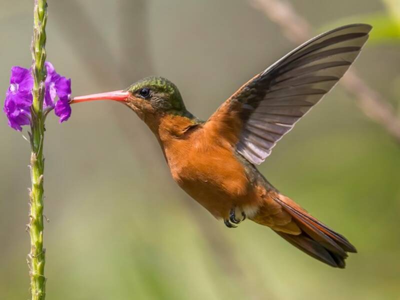 Zimtkolibri, Fotos 4