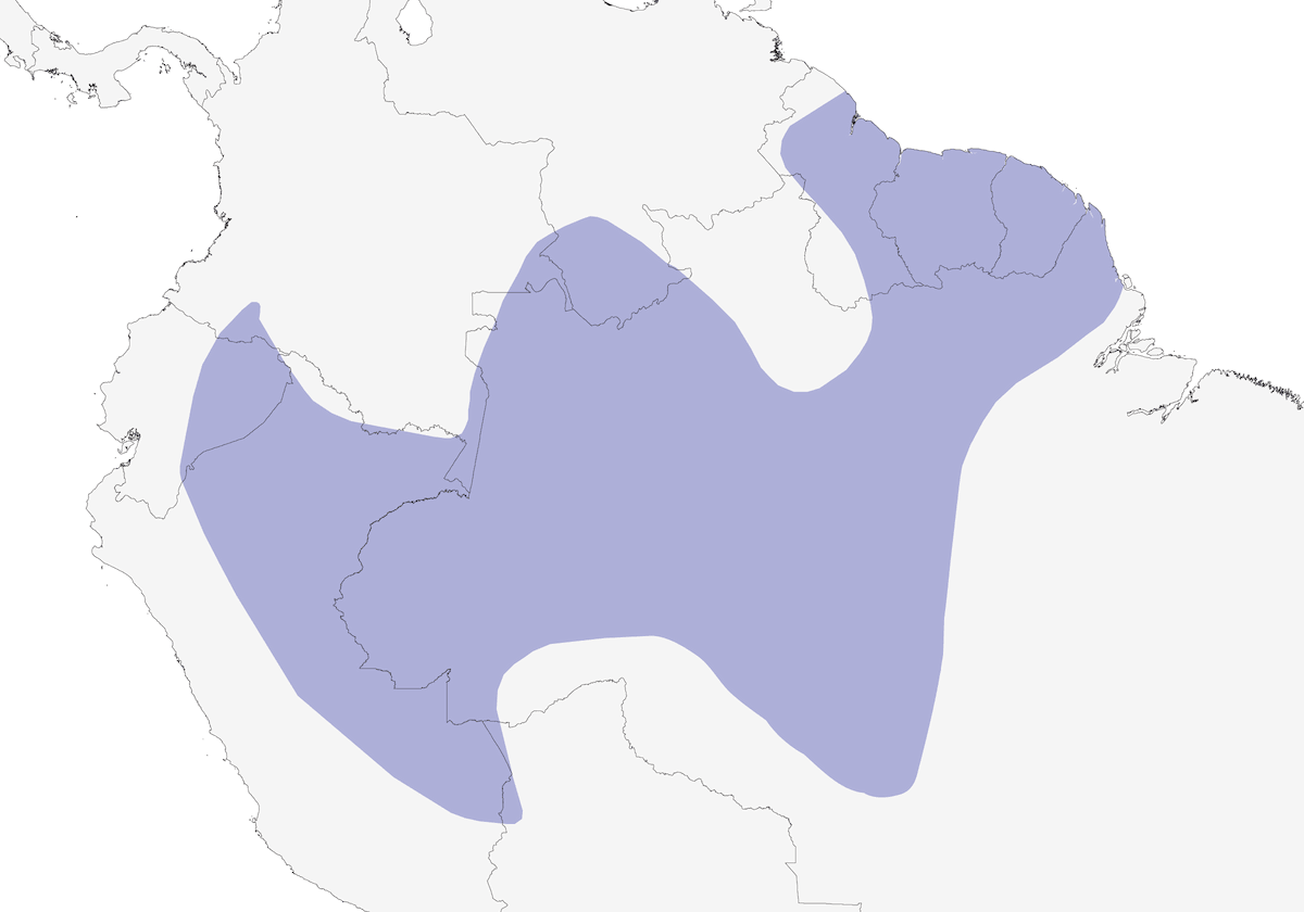 Manachino-tiranno cannella, Distribuzione 1