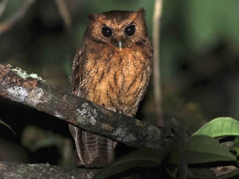 Cinnamon Screech-Owl